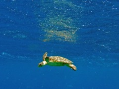 Hawksbill Sea Turtle